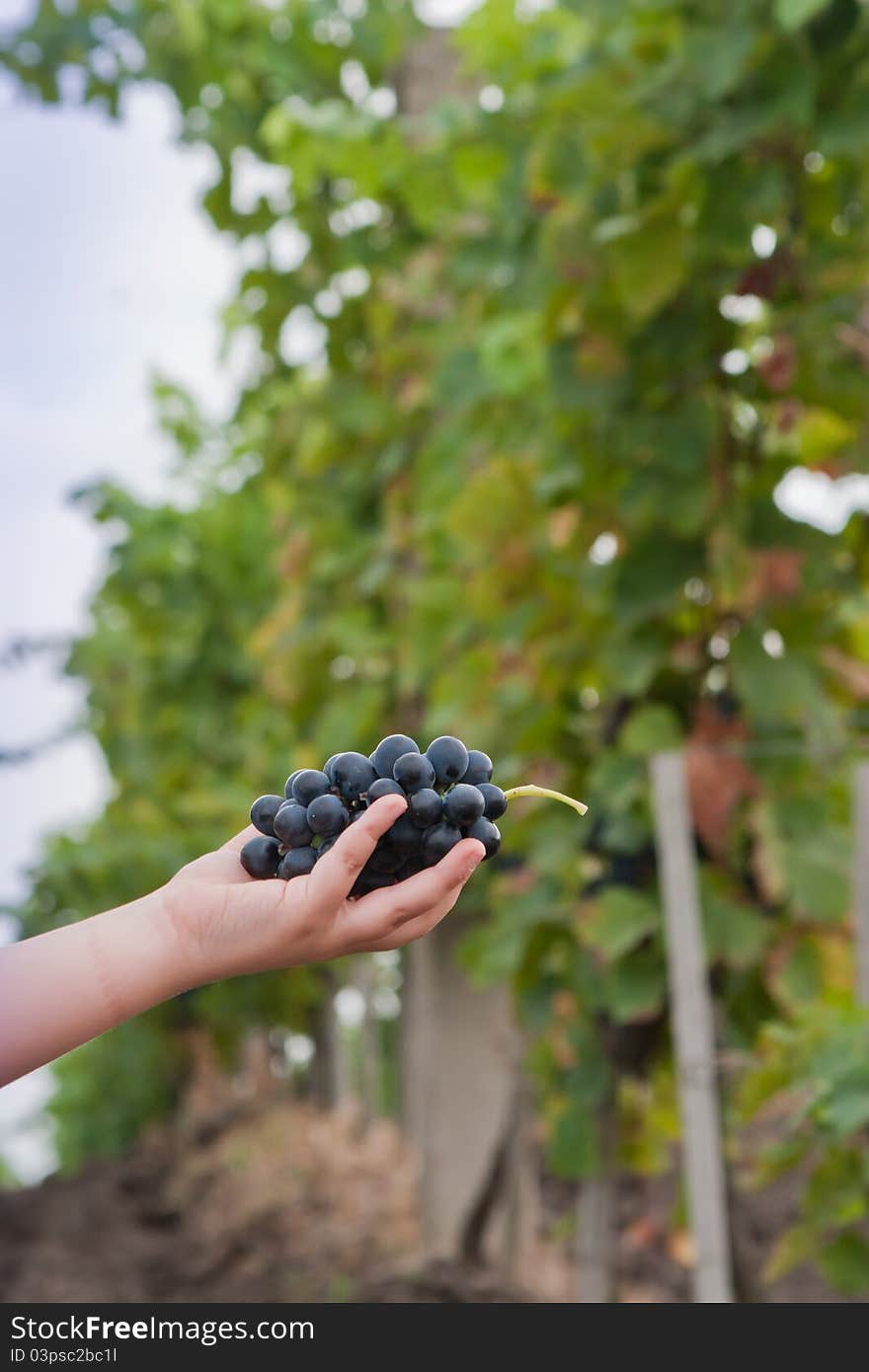 A child hand holding a bunch of grapes. A child hand holding a bunch of grapes