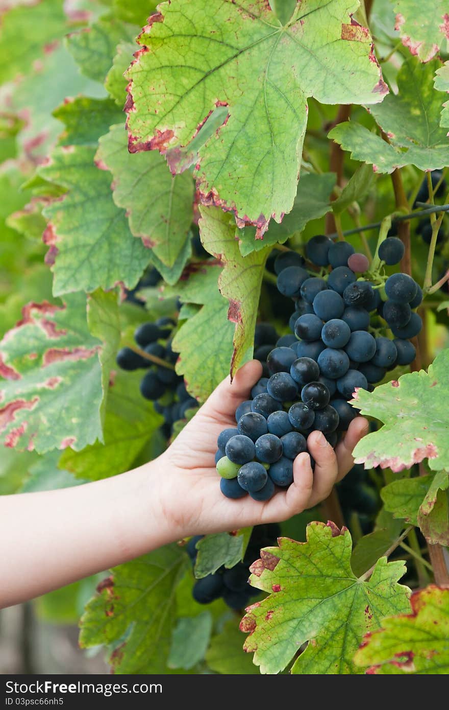 A child hand holding a bunch of grapes. A child hand holding a bunch of grapes