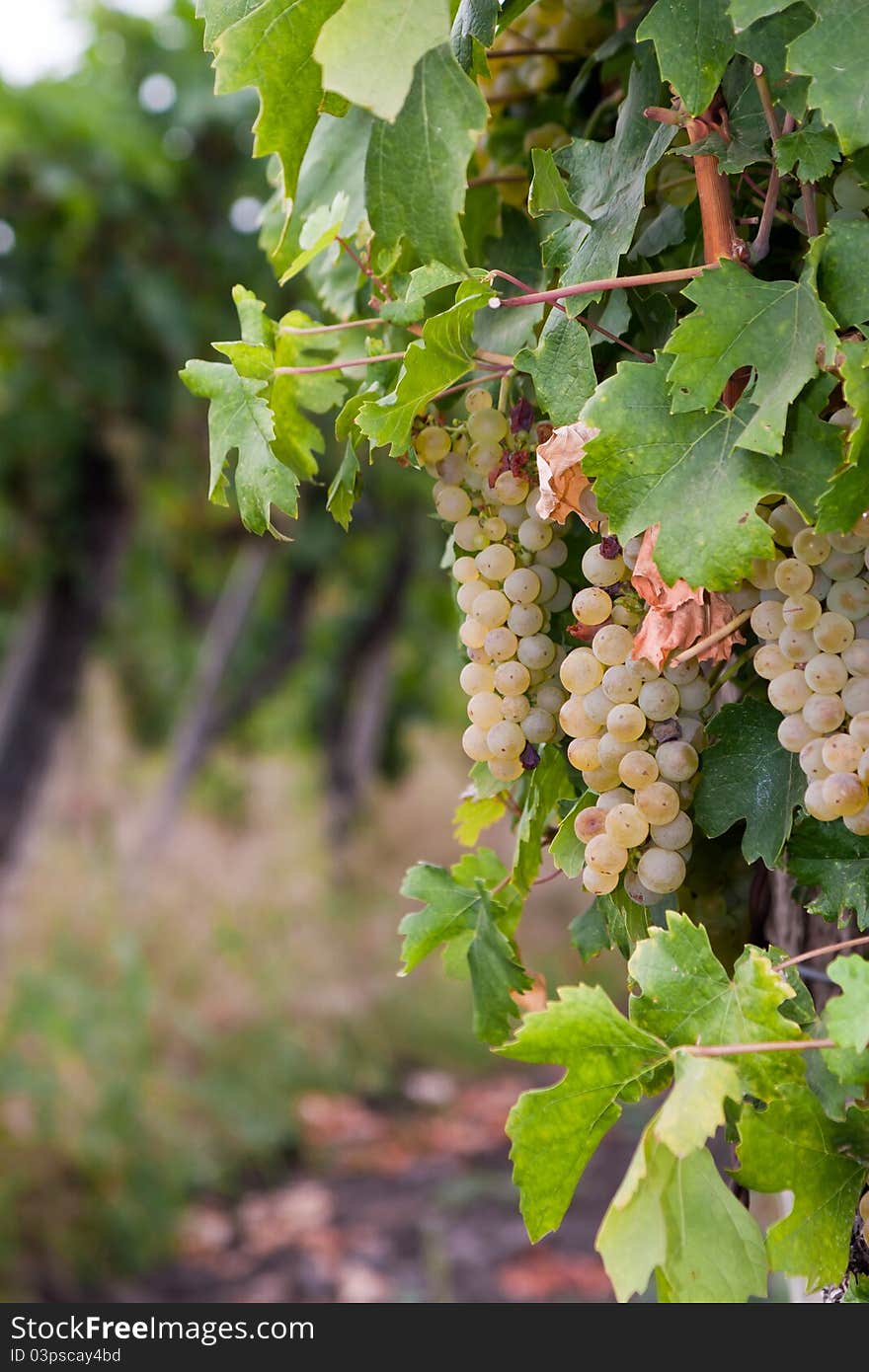 Chardonnay Grapes In Hungary