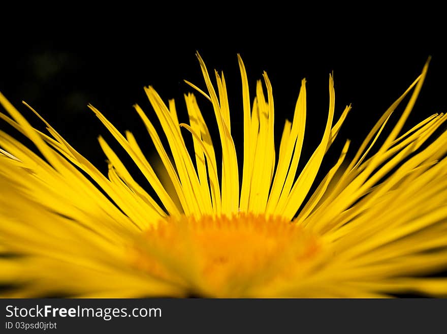 Orange colored flower at on macro shot