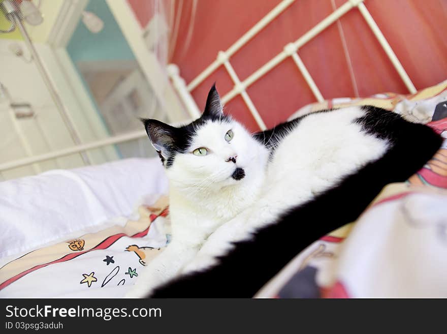 Cat posing on a bed in bedroom