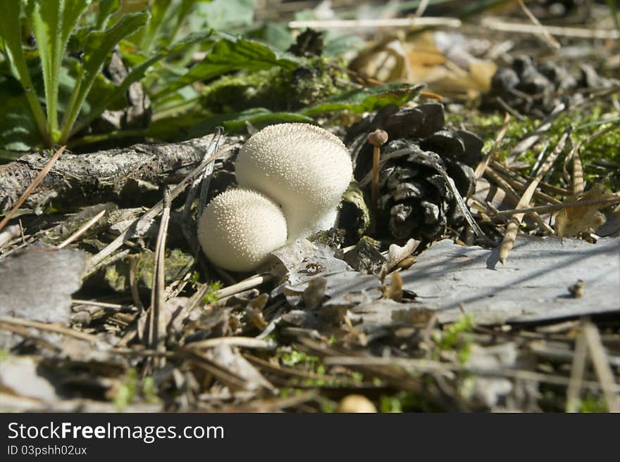 Mushroom  Lycoperdon perlatum