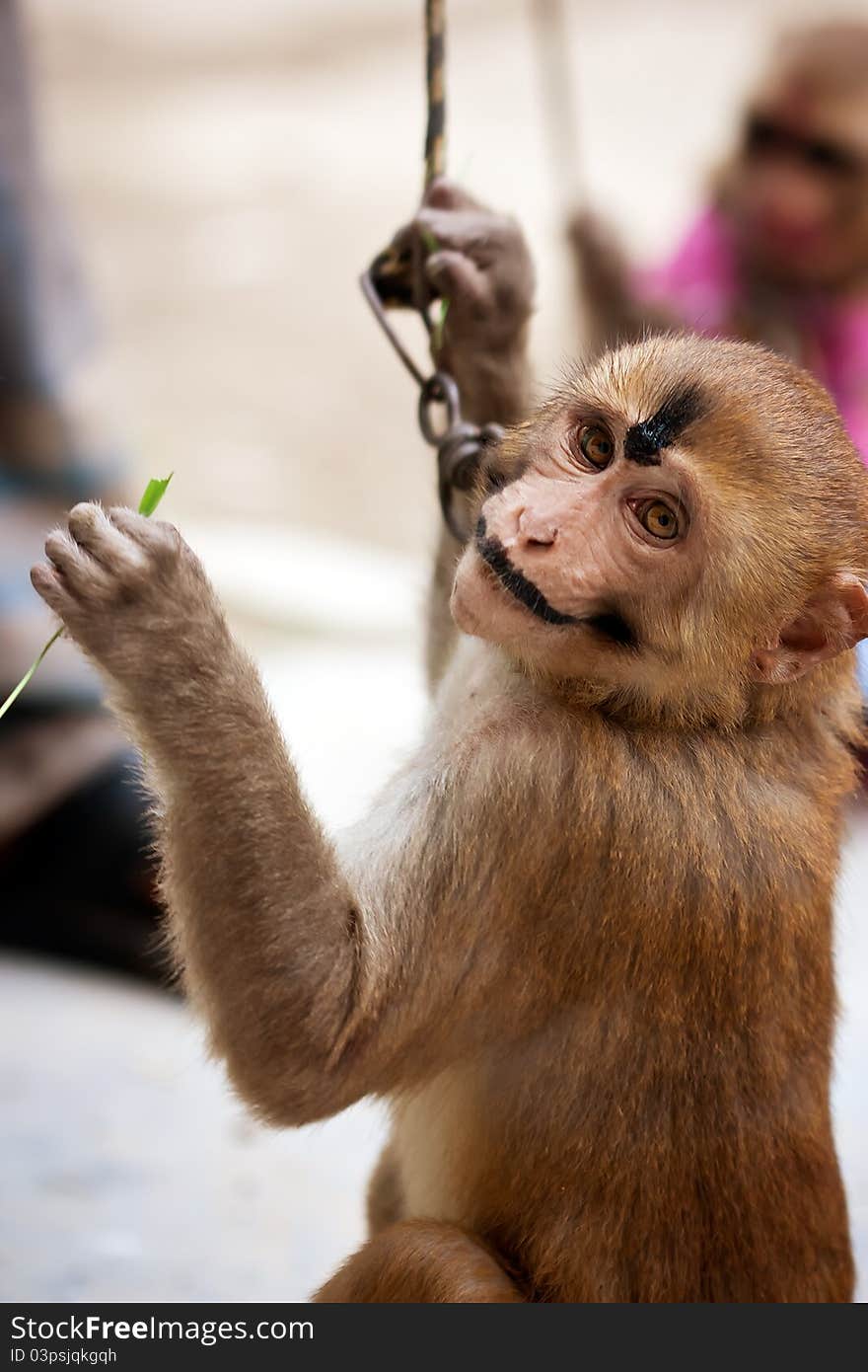 Indian female monkey in makeup