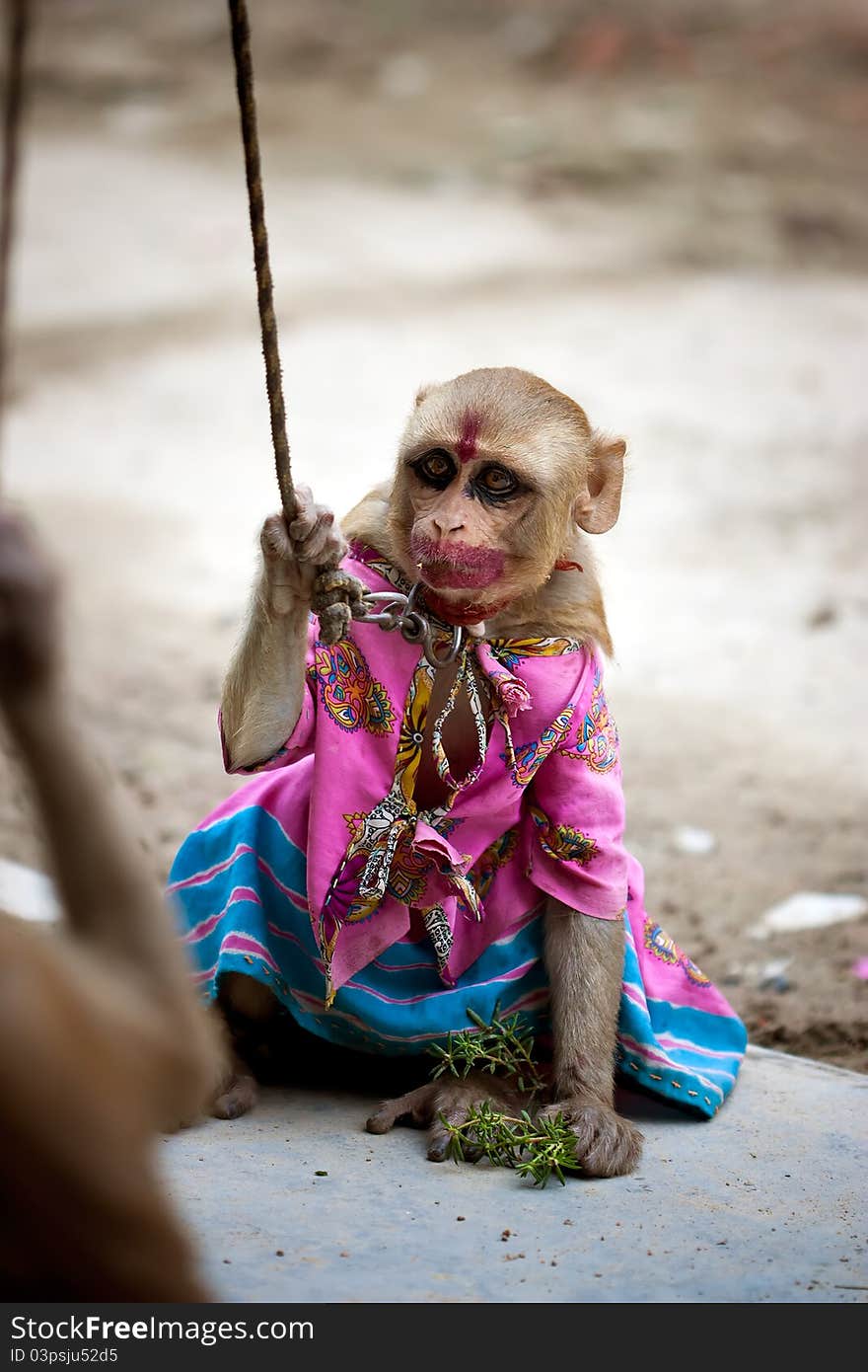 Indian female monkey in pink costume and makeup