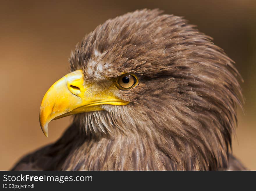 Eagle (Haliaeetus) head profile portrait. Eagle (Haliaeetus) head profile portrait