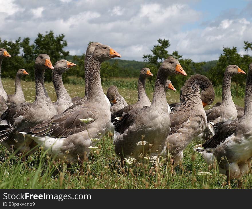 Périgord Geese