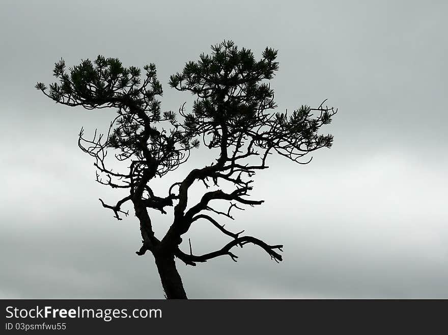 Lonely tree