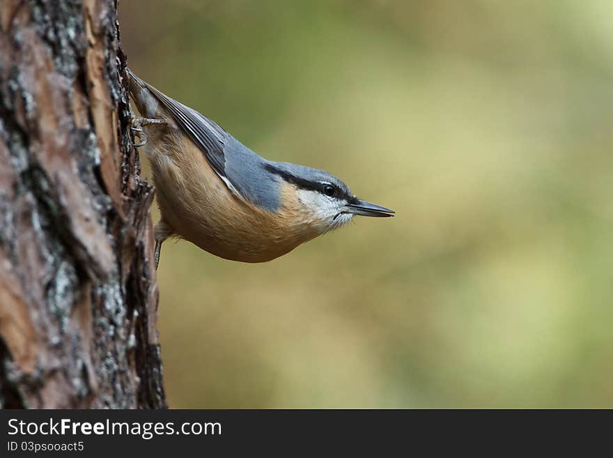 A Nuthatch on a tree