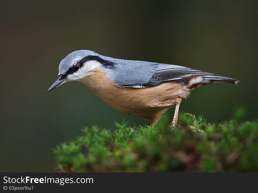 A Nuthatch on a tree