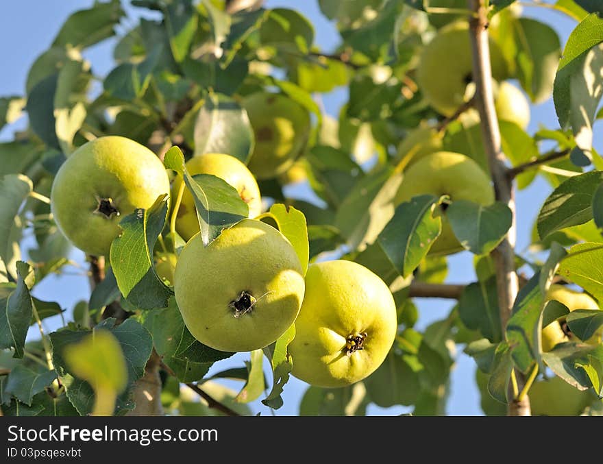 Pears growing on a pear tree