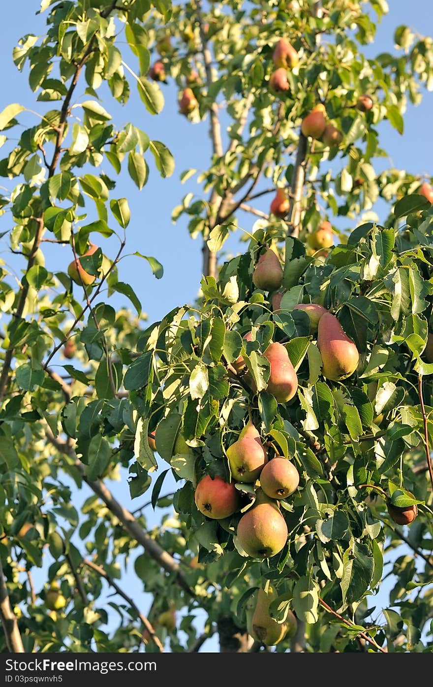 Pear tree. Red Pears on a background of green foliage.