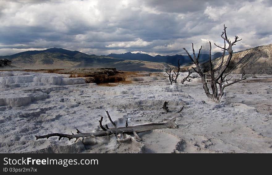 Trees in mammoth springs, Yellowstone National Park. Trees in mammoth springs, Yellowstone National Park