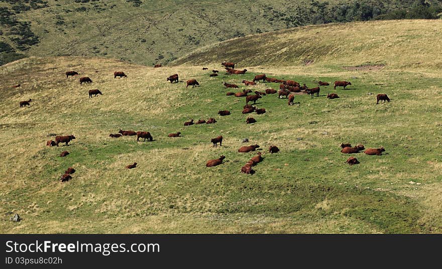 Herd of brown cattles on a mountain pasture in The Central Massif in France.The breed is Salers and is considered to be one of the oldest and most genetically pure of all European breeds.They are common in Auvergne region of France.