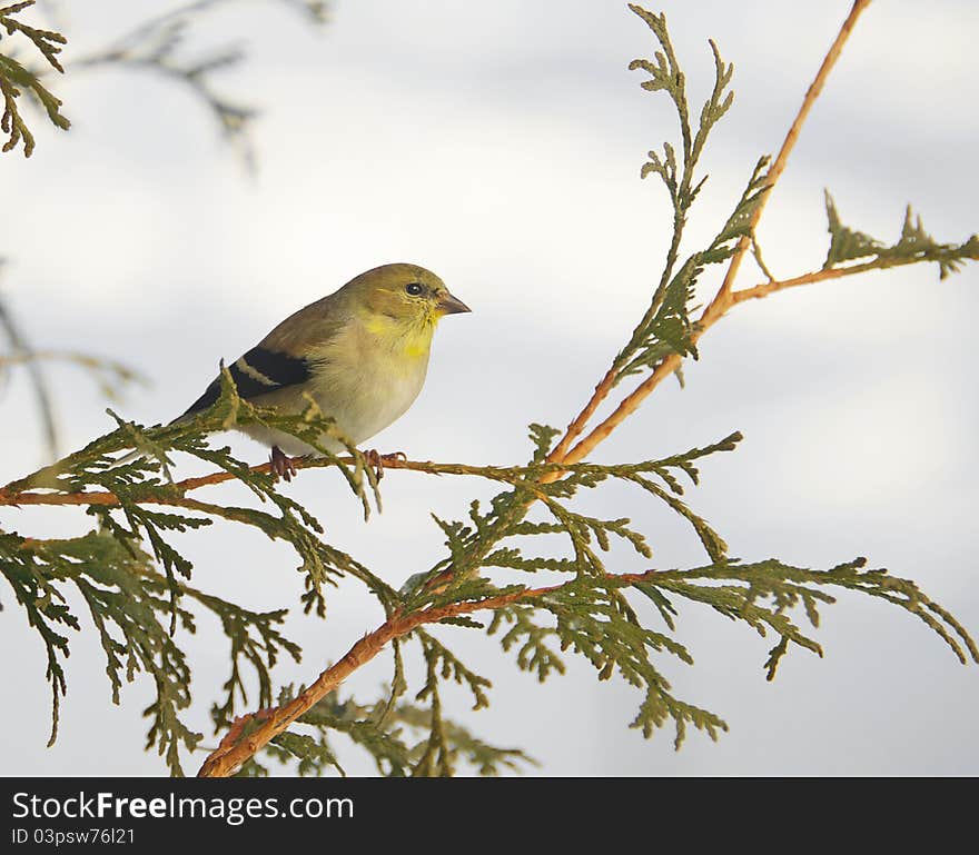 American goldfinch in winter.