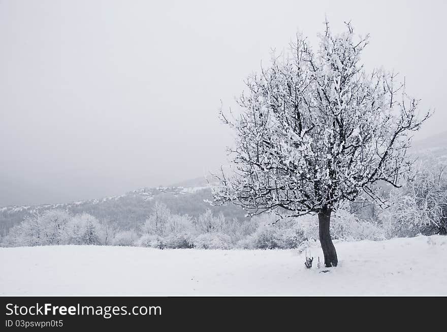 Solitaire tree in snowy country