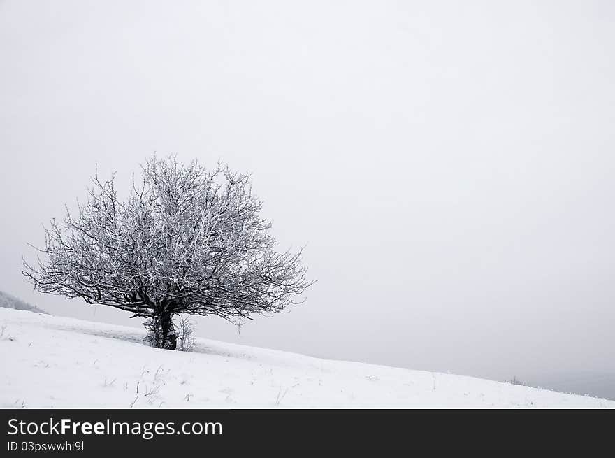 Solitaire tree in snowy country in winter