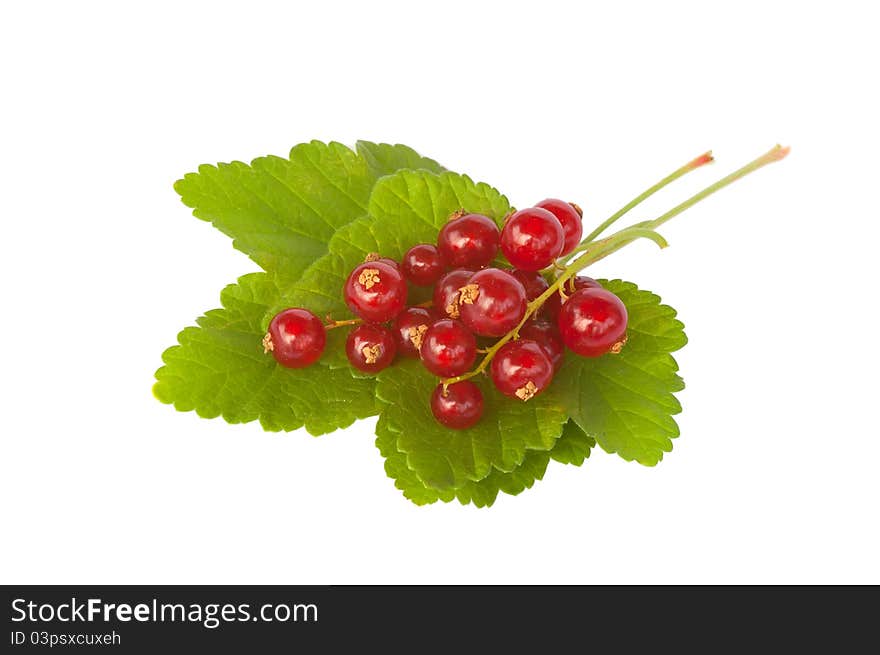 Fresh Redcurrant Berries, Isolated