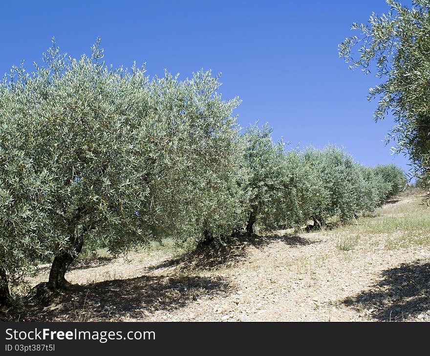 Olive tree on hillside, from Provence.