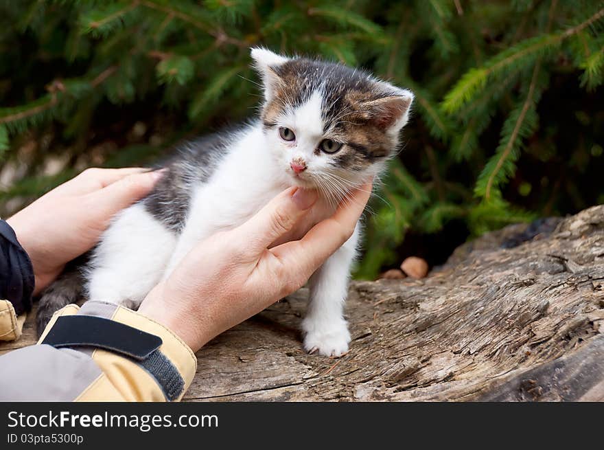 Human hand caresses a young kitten. Human hand caresses a young kitten