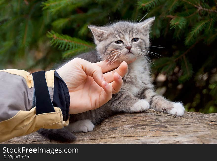 Human hand caresses a young kitten. Human hand caresses a young kitten