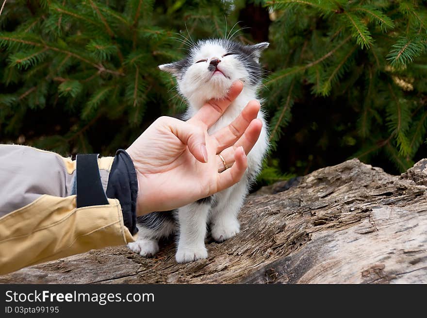 Human hand caresses a young kitten. Human hand caresses a young kitten