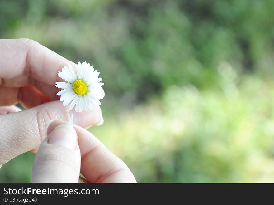 Two hands holding a daisy in a green garden. Two hands holding a daisy in a green garden