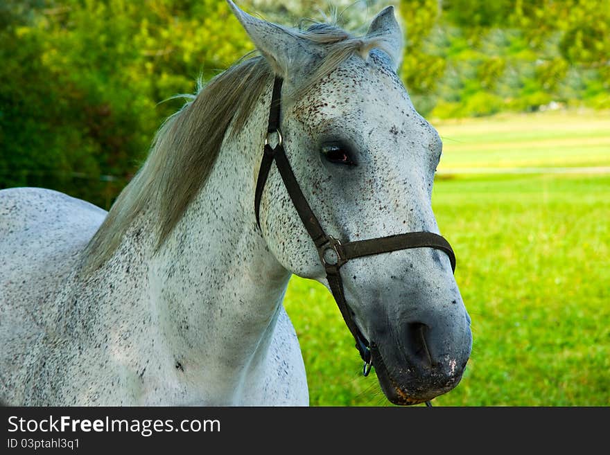 White Horse in a summer pasture