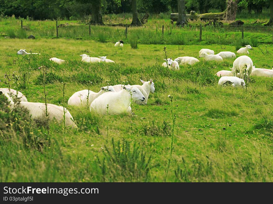 Flock of sheep