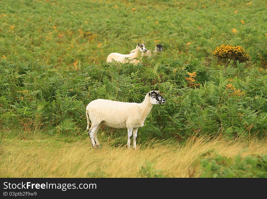 Sheep On The Lawn