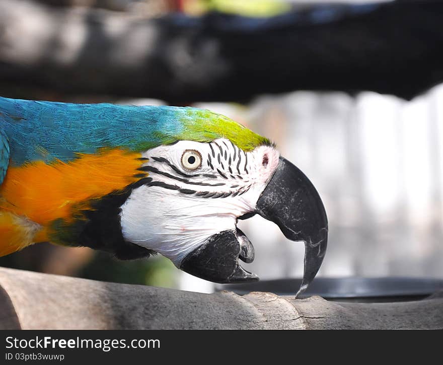 Macaw climbing on a log