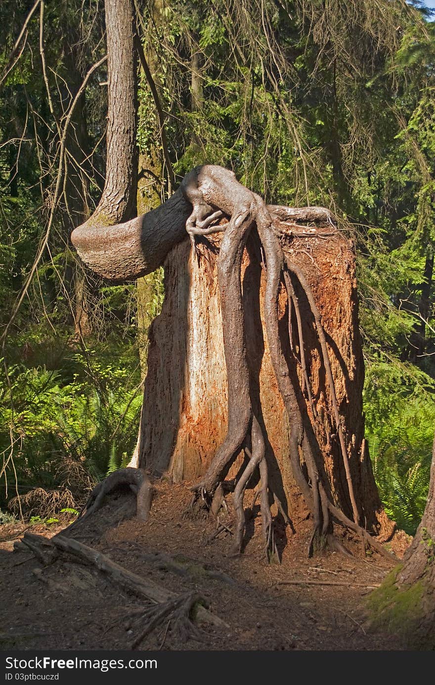 Bonsi Roots in a natural setting in Belcara Park near Vancouver BC