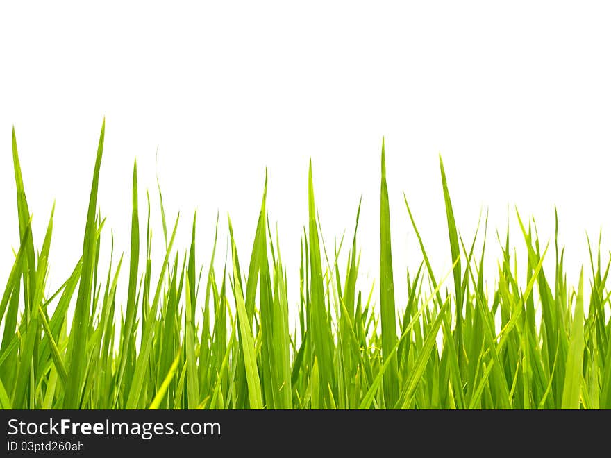 Green grass isolated on white