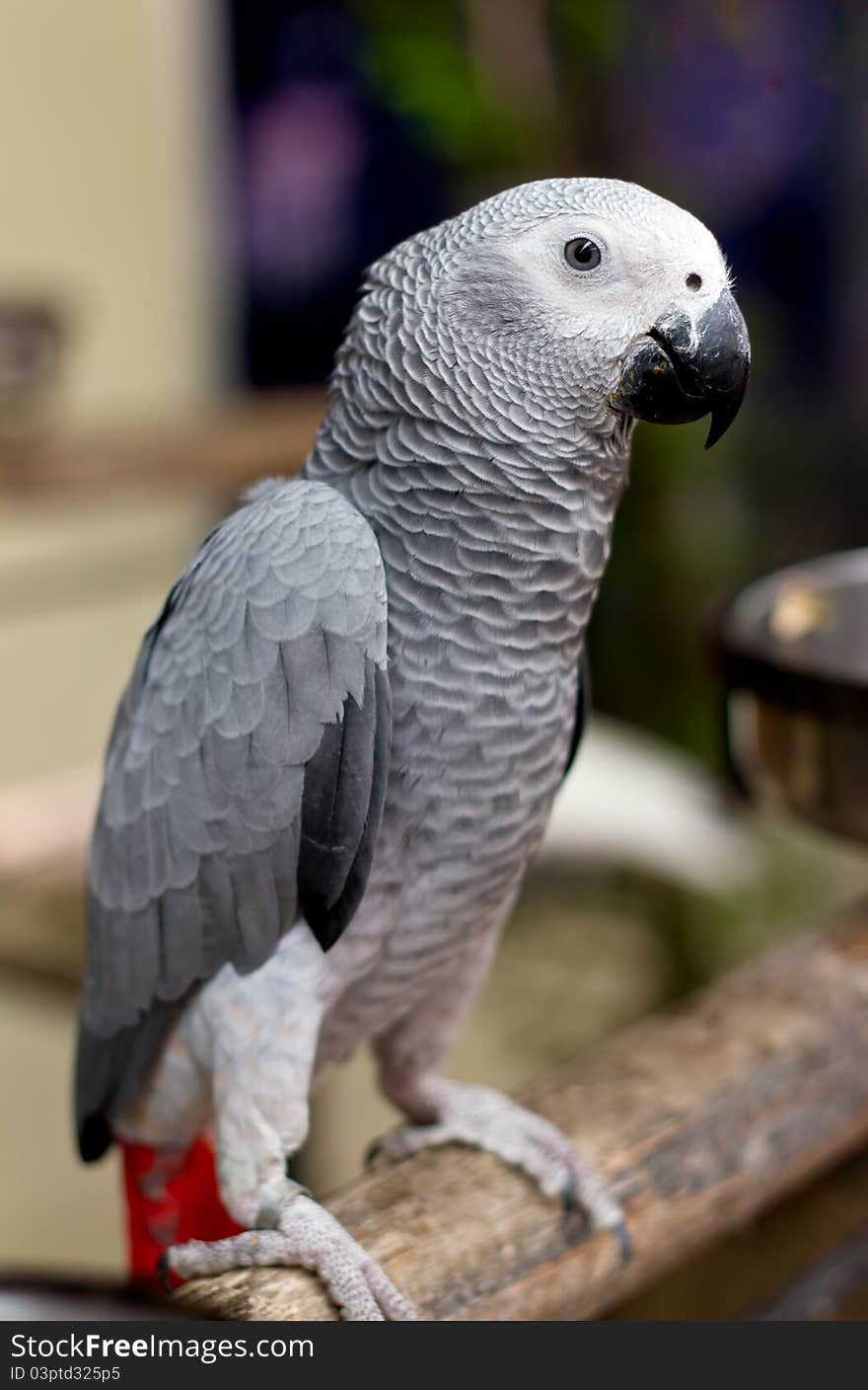 African gray parrot and white face