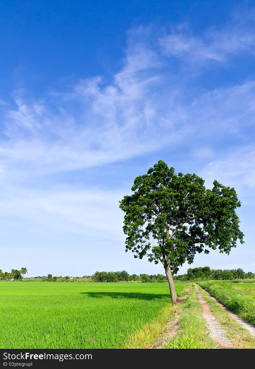 Single tree standing alone