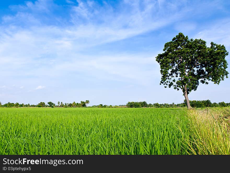 Single tree standing alone