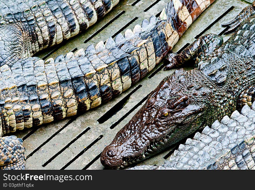 Crocodile in Zoo.