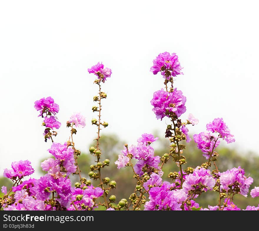 Beautiful pink flower in the deep forest