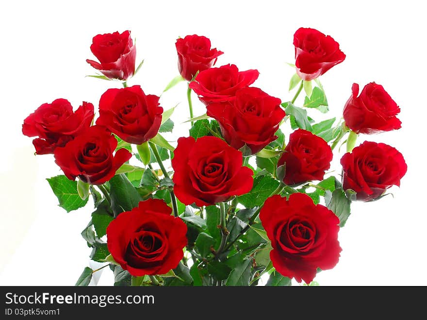 Close up of red roses on white