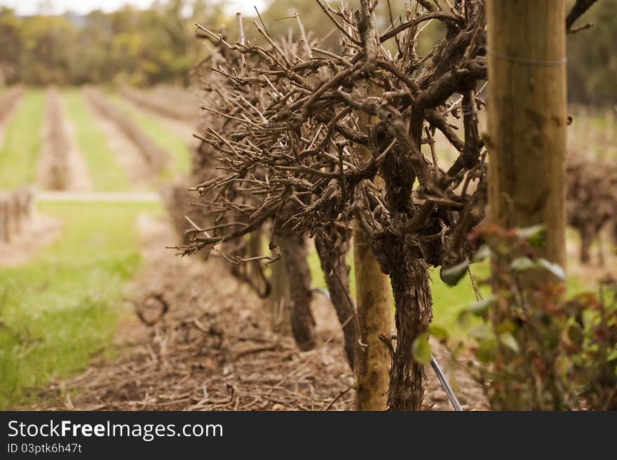 Winter Vineyards