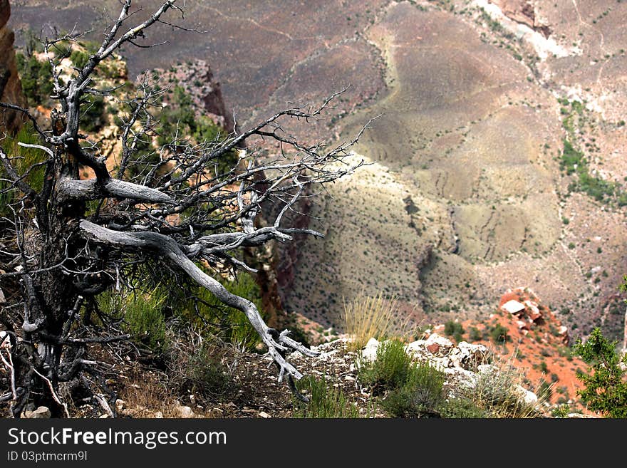 Desolate Tree at the Edge of Canyon