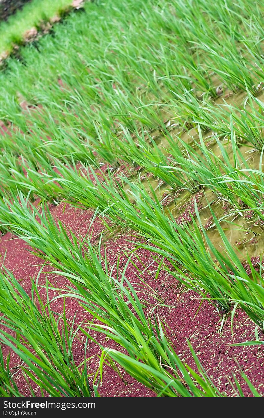 Rice on the water field