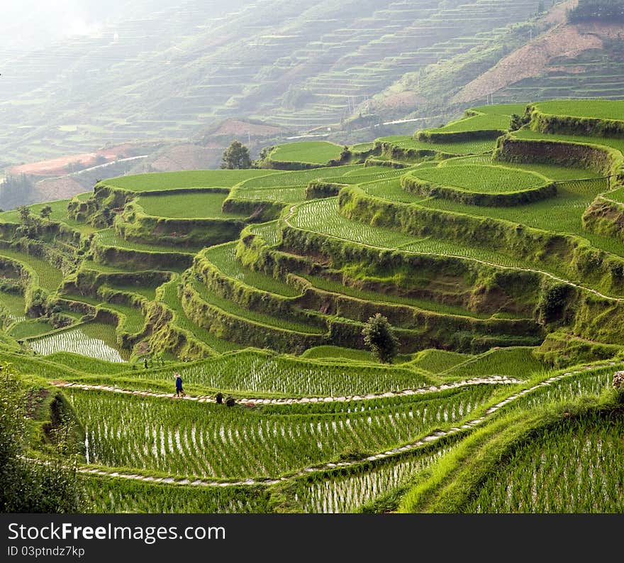 Rice terrace on the mountain