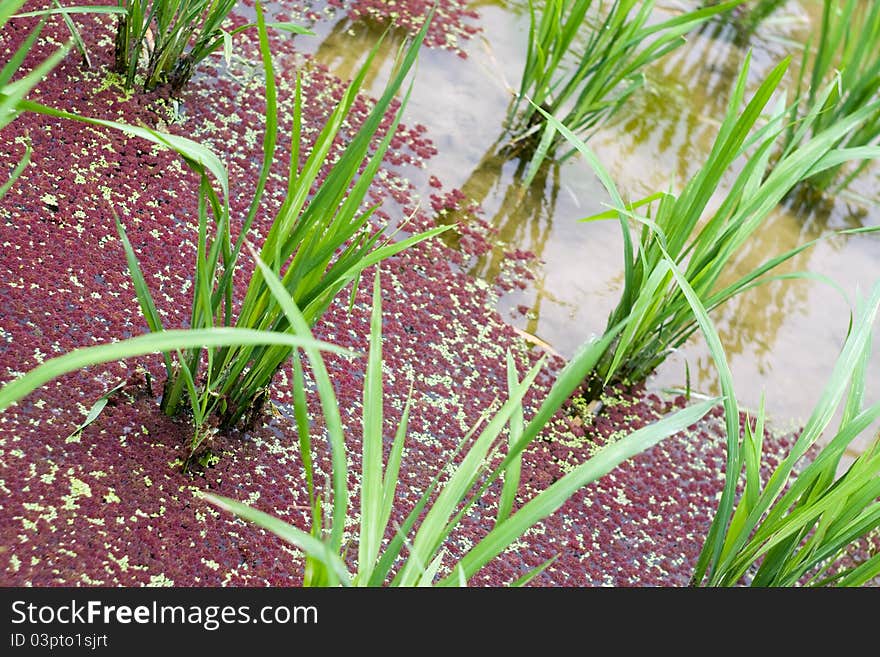 Rice on the water field