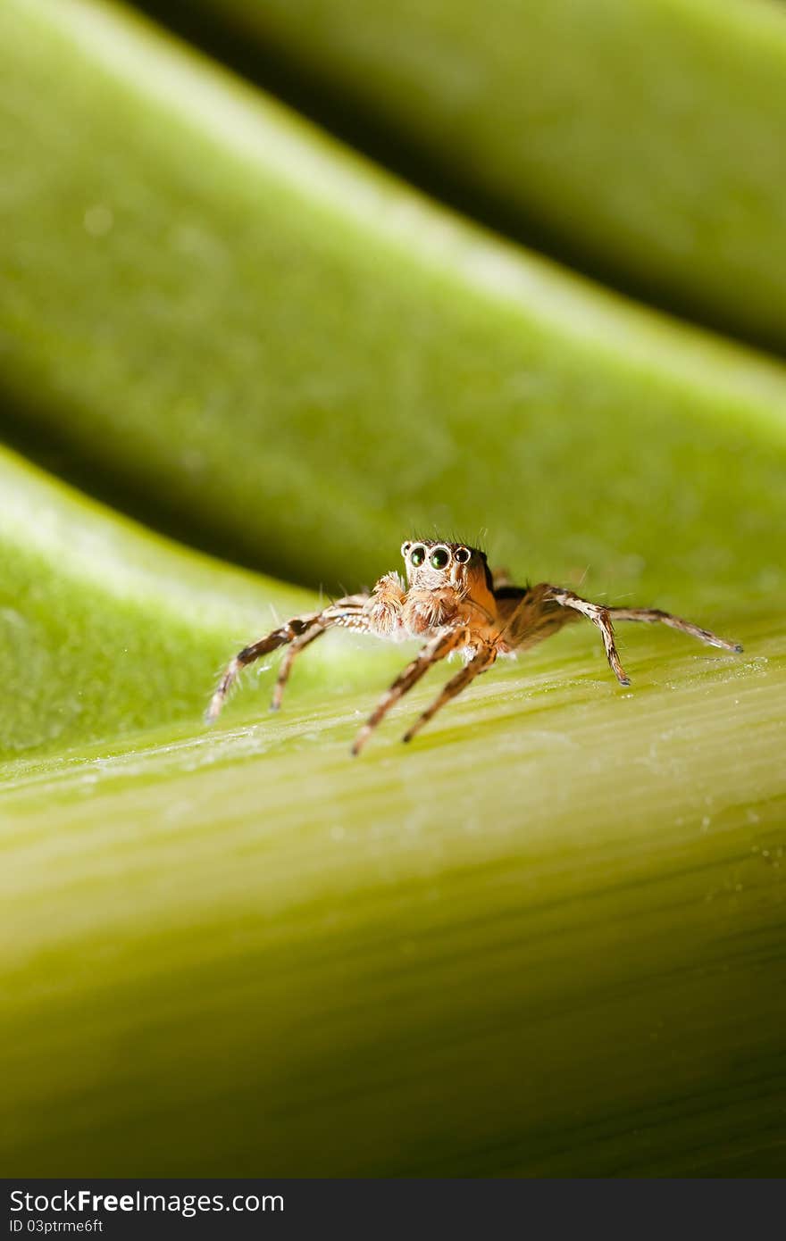 Spider Sitting On Leaf