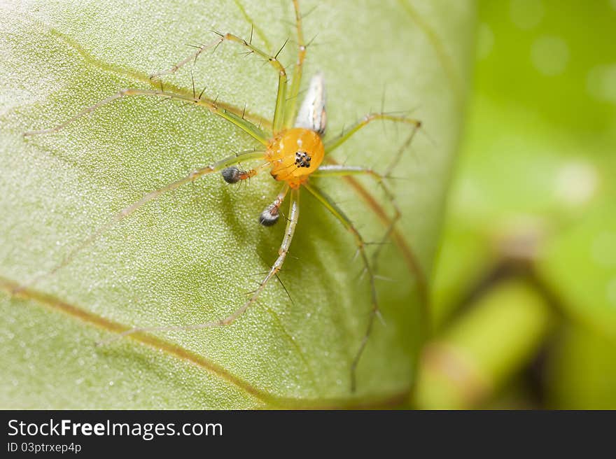 Spider sitting on leaf