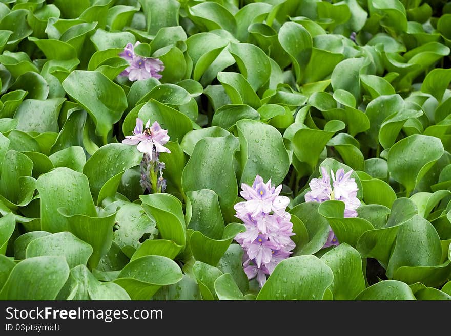 Image of water Hyacinth in the pond. Water flower. China