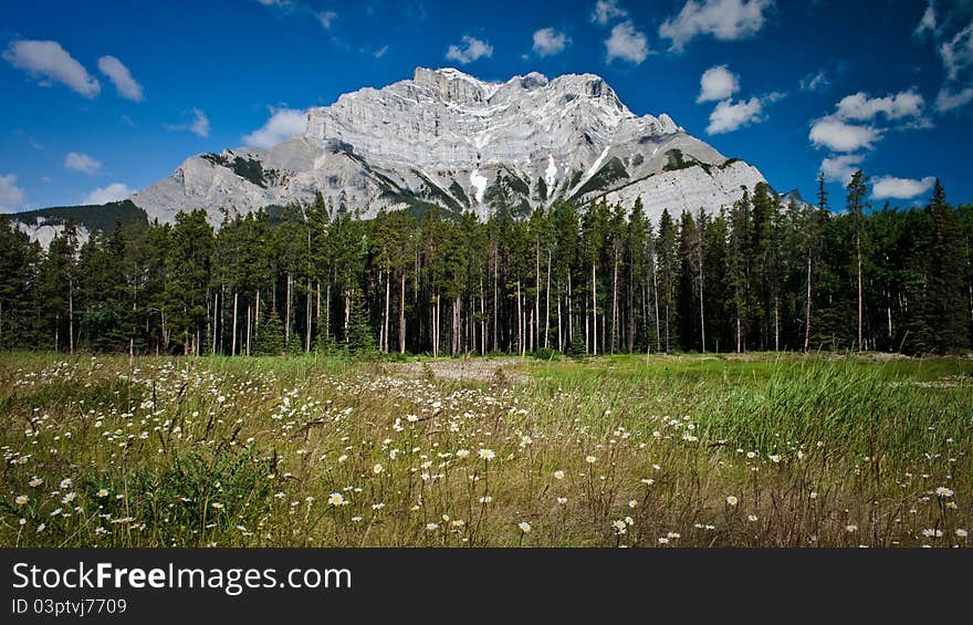 Mountain around Banff Canada with wild flowers in forground