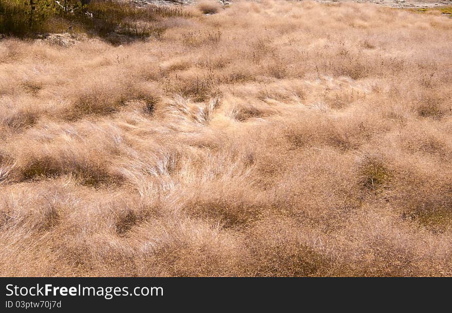 A landscape of wind-blowed grass field. A landscape of wind-blowed grass field