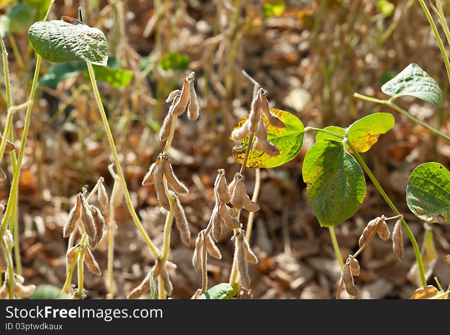 Soybean field