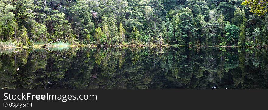 Tree Reflection